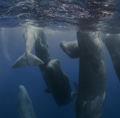 Azores Scientific Expeditions