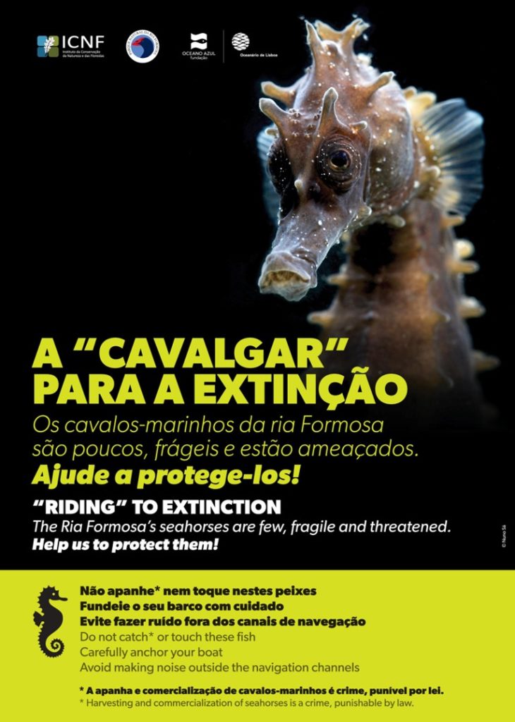 Projeto CavAlMar - Quantos são e onde vivem os cavalos-marinhos de Almada?